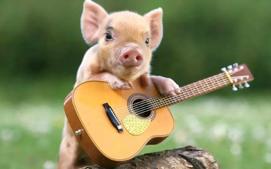 Miniature Pig Funny Pic Download