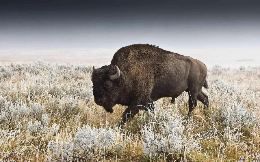 High Quality Photo Of Iranian Buffalo With Excellent Memory