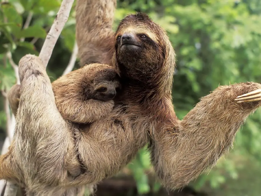 Download Tree Sloth Photo High-Quality