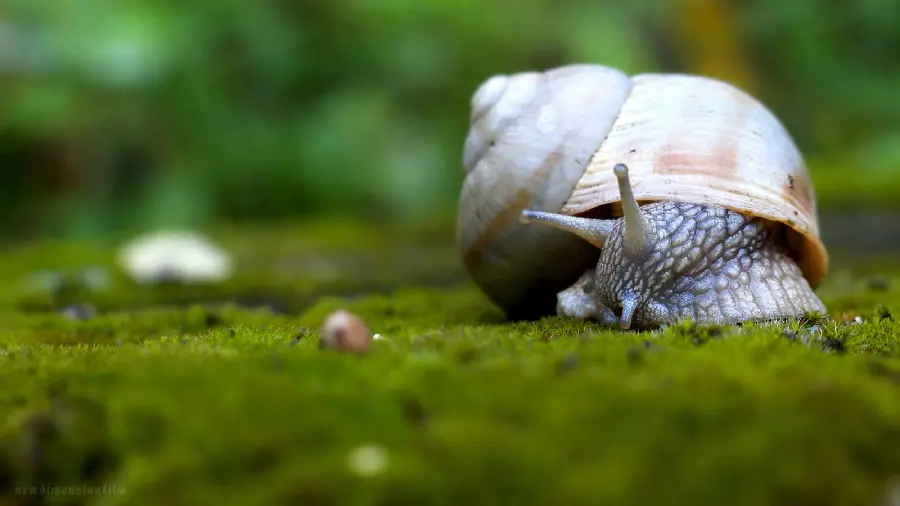 Sea Snail Photography High Resolution