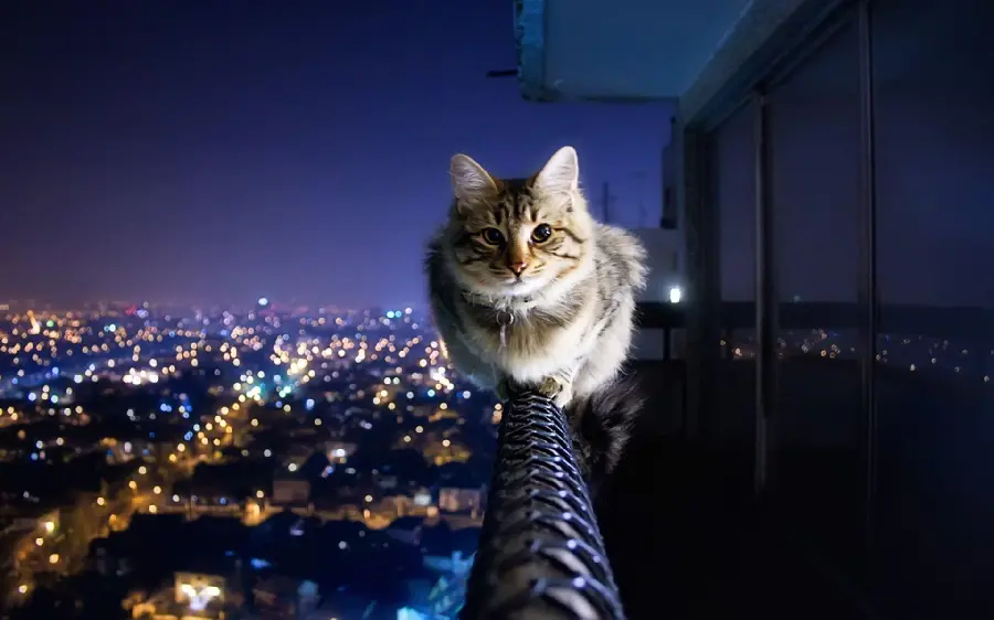 Purple Themed Cat Profile Picture In High Quality Resolution