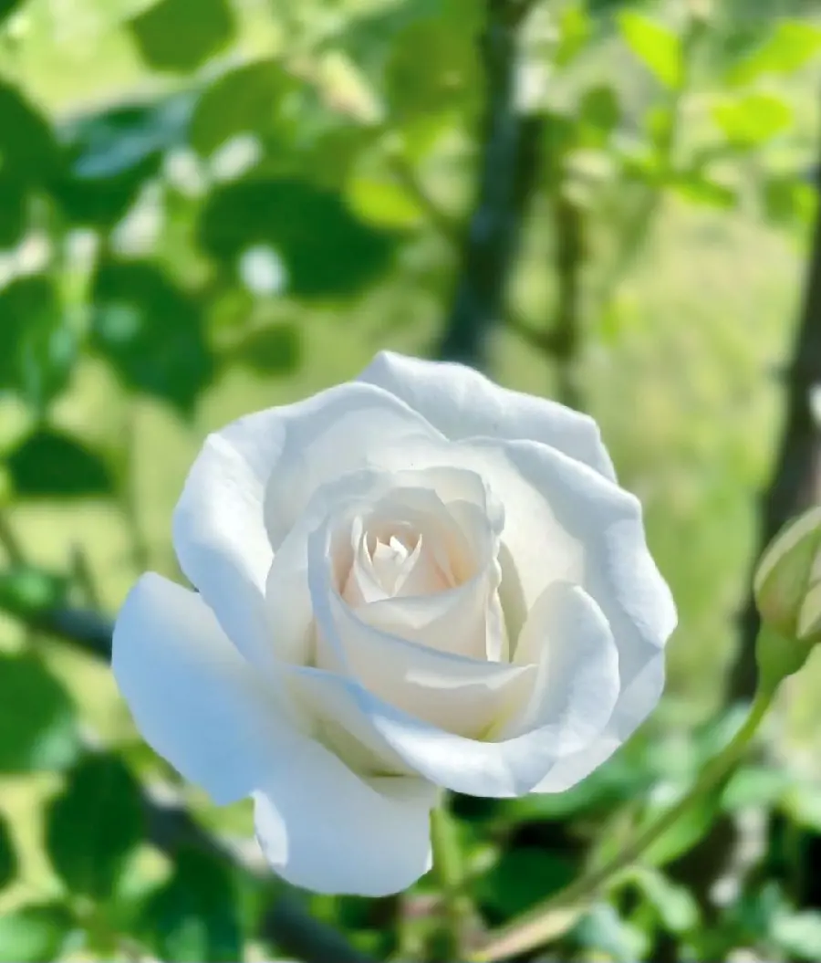 White and Pink Rose High Quality