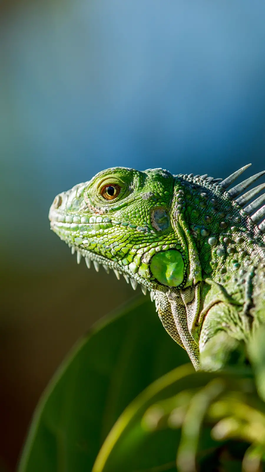 Iguana background for phones