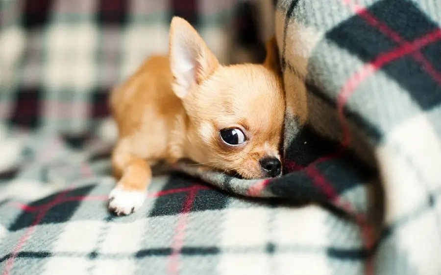 Adorable Chihuahua Dog Photo in High Quality