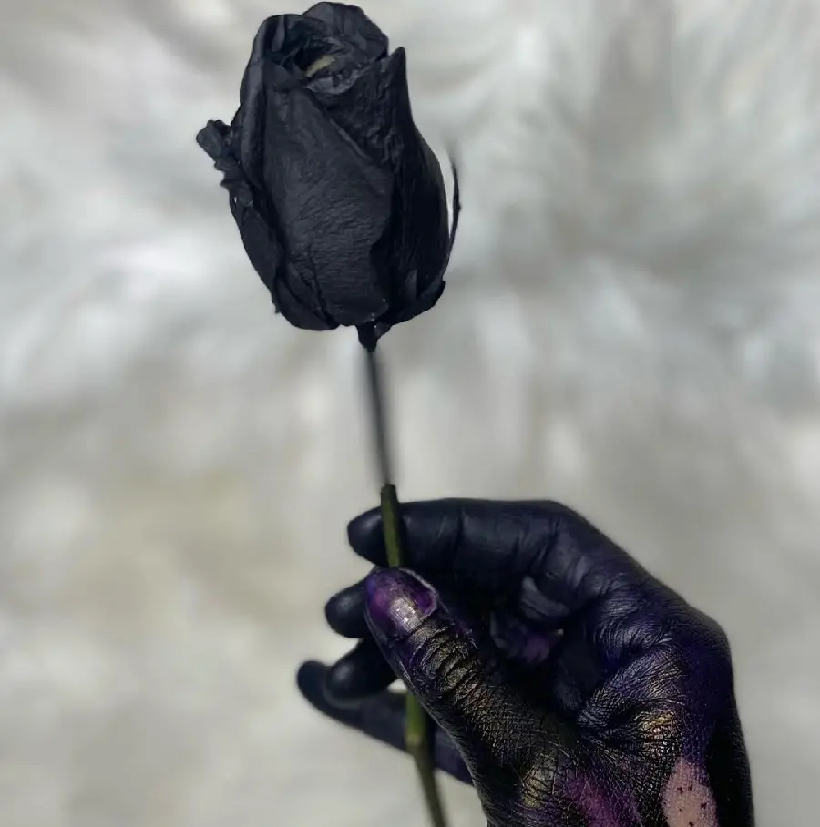 Sad Black Rose High Quality Photo