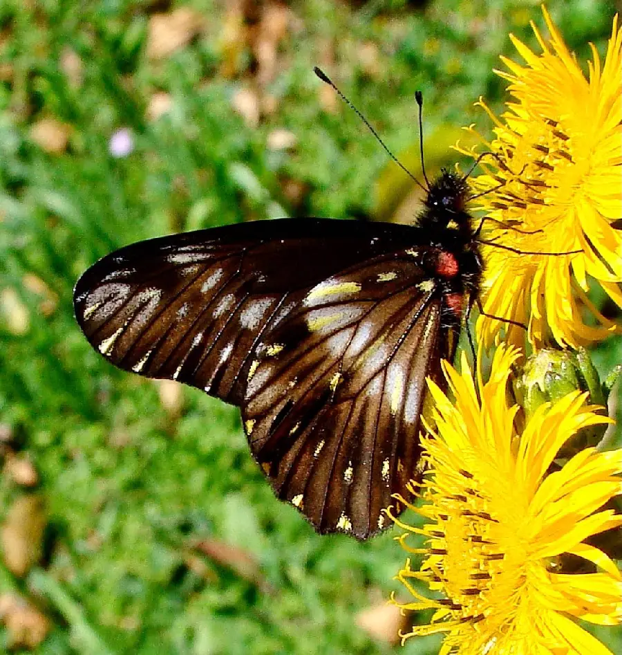 High quality black butterfly background