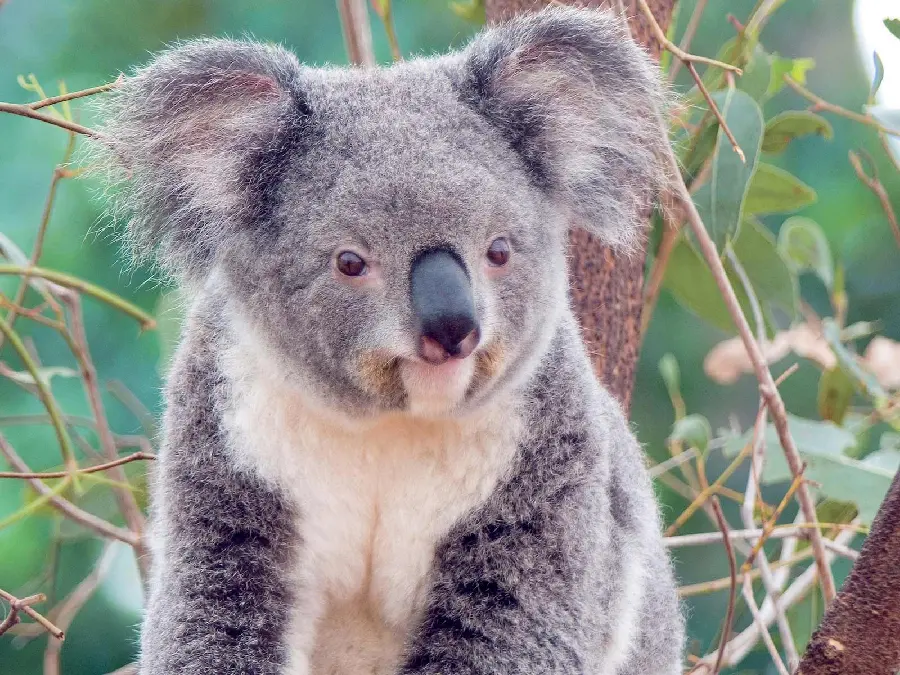Adorable Koala Shots in Best Quality