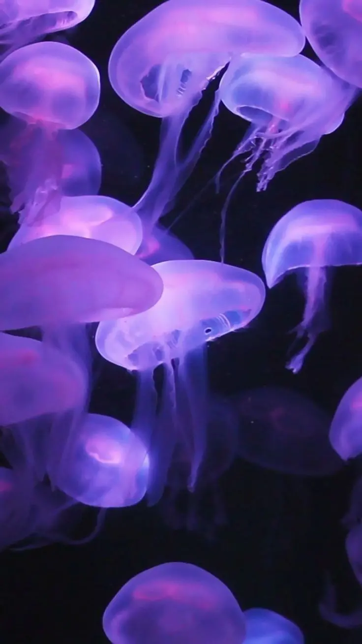 Luxury profile picture of purple jellyfish