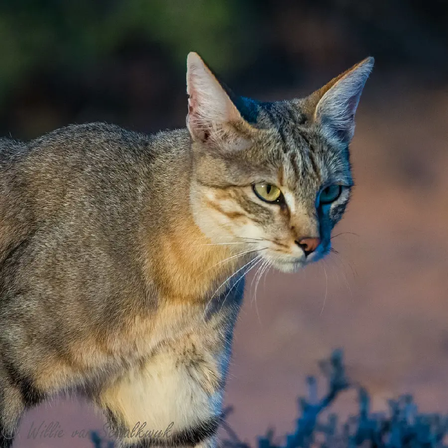 Download African Wildcat Image