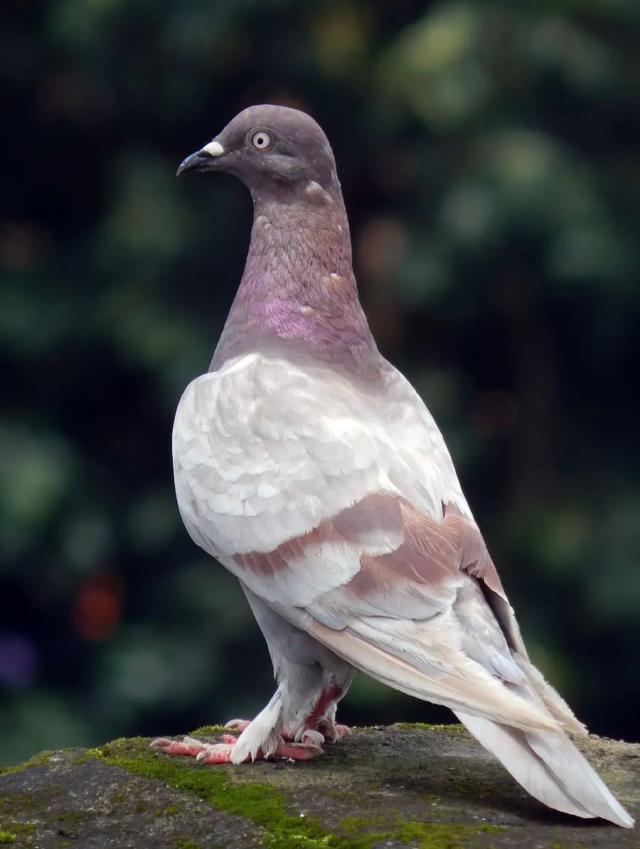 HD Pigeon Photo for Wallpapers and High-Quality Prints