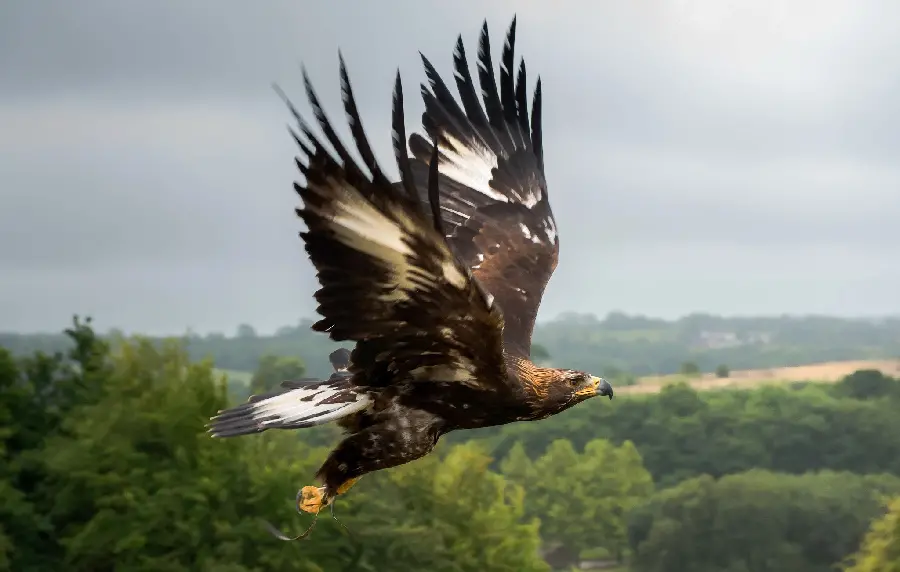 Golden Eagle Computer Background