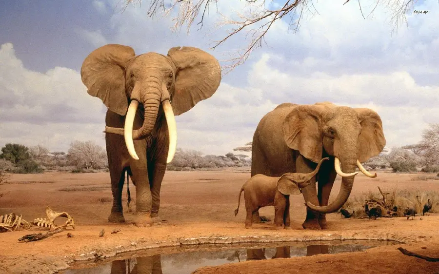 Detailed High Resolution Photo Of Elephant In Wilderness