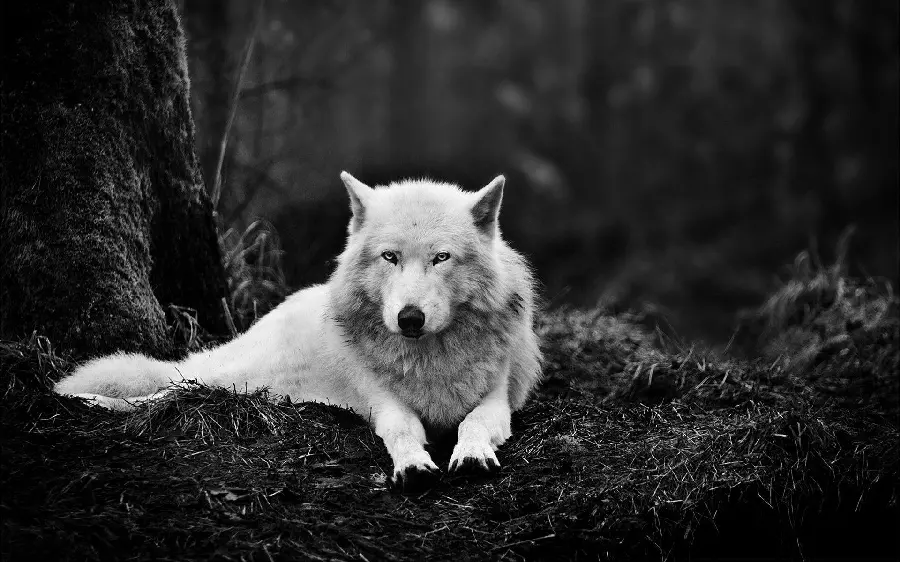 White Wolf HD Photo Rare Arctic Subspecies