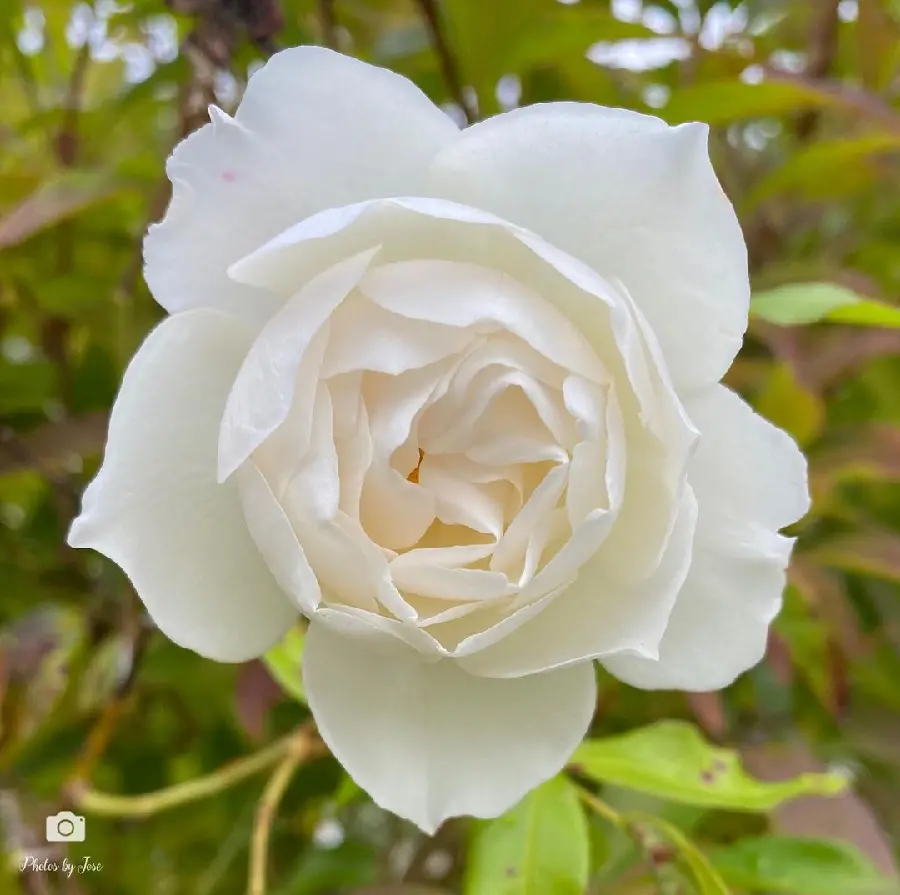 White and Pink Rose Drawing Reference