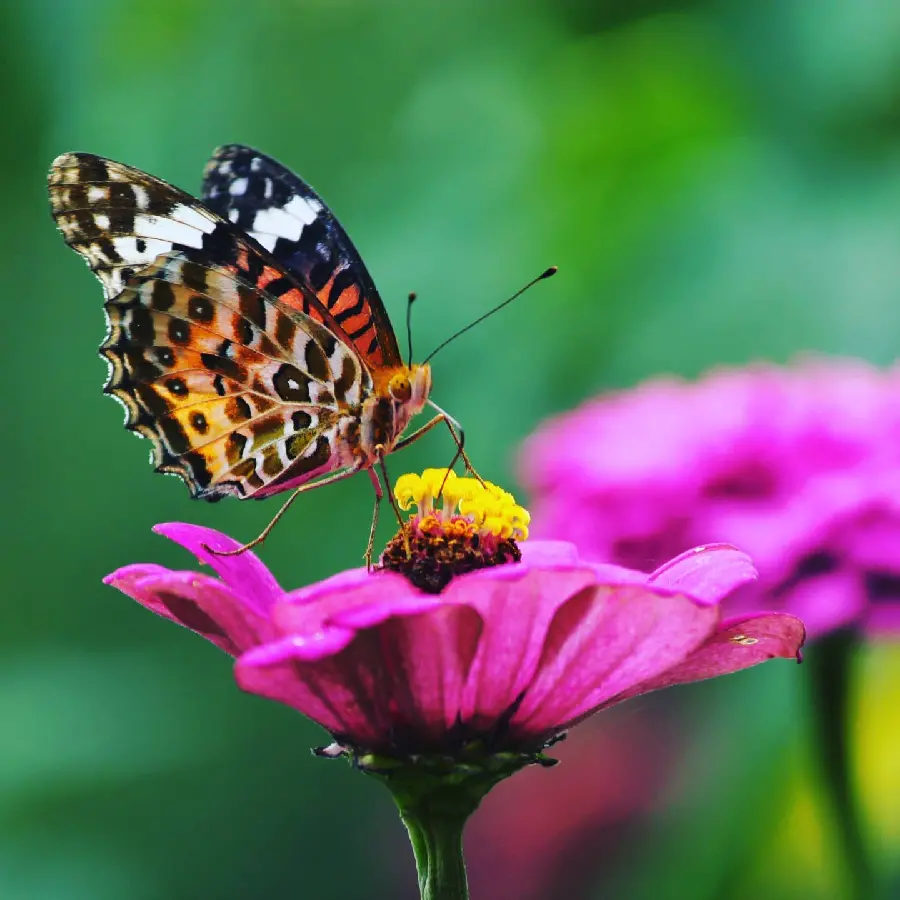 Butterfly Sitting On Flower Macro Photography Shot