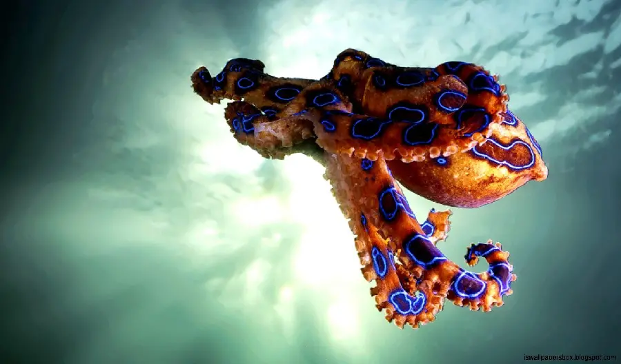 Octopus Wallpaper for Desktop Backgrounds