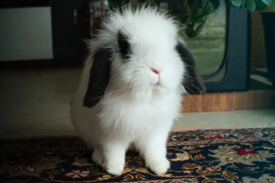 White Lop rabbit profile picture in HD
