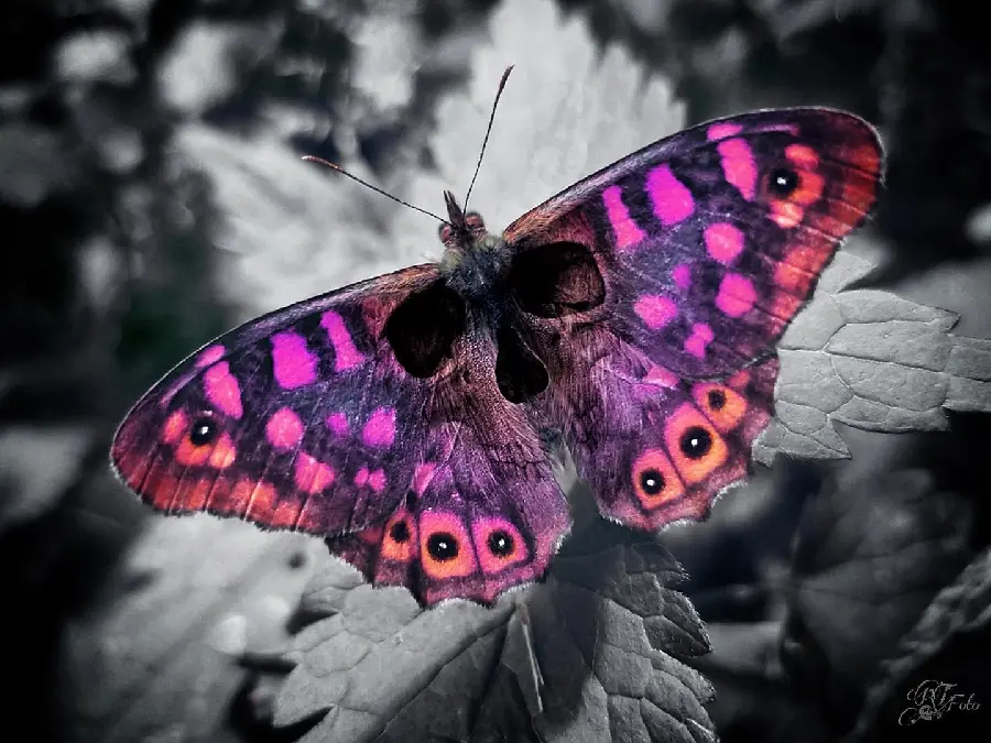 High quality pink butterfly background