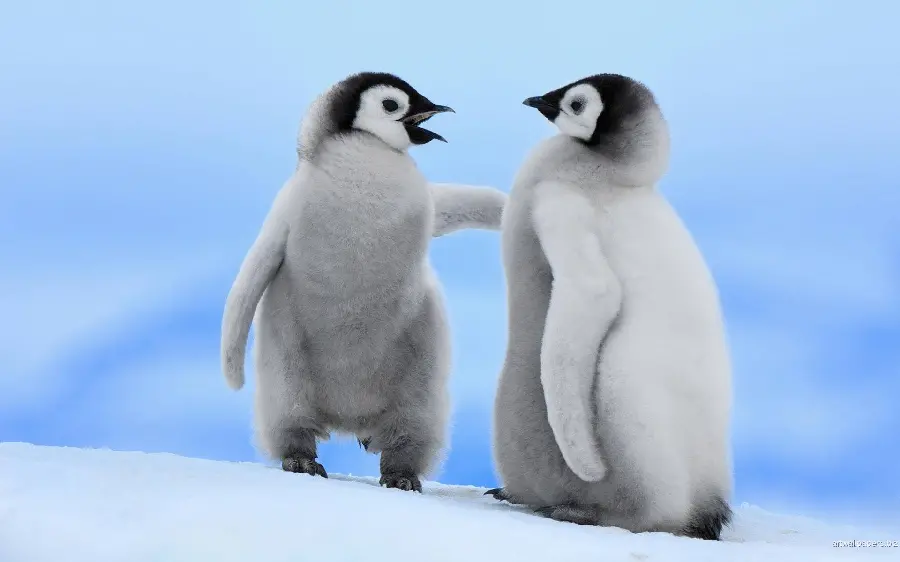 Funny penguin picture high quality wallpaper