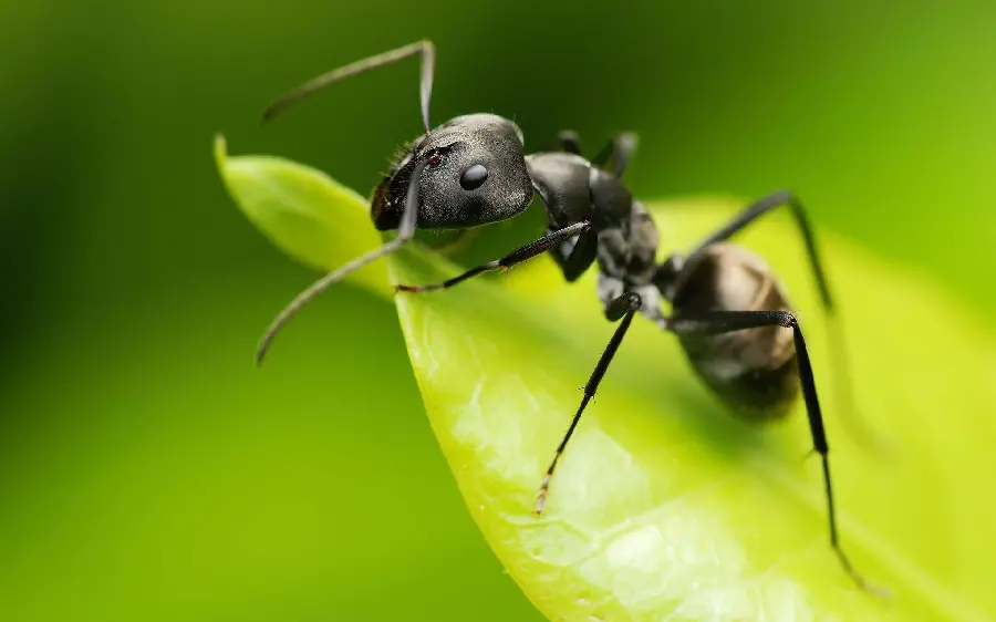 High Resolution Ant Photo with Detailed Close-Up