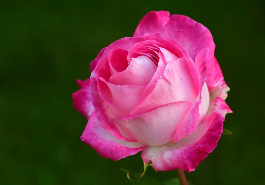 Natural Pink Rose Background Image