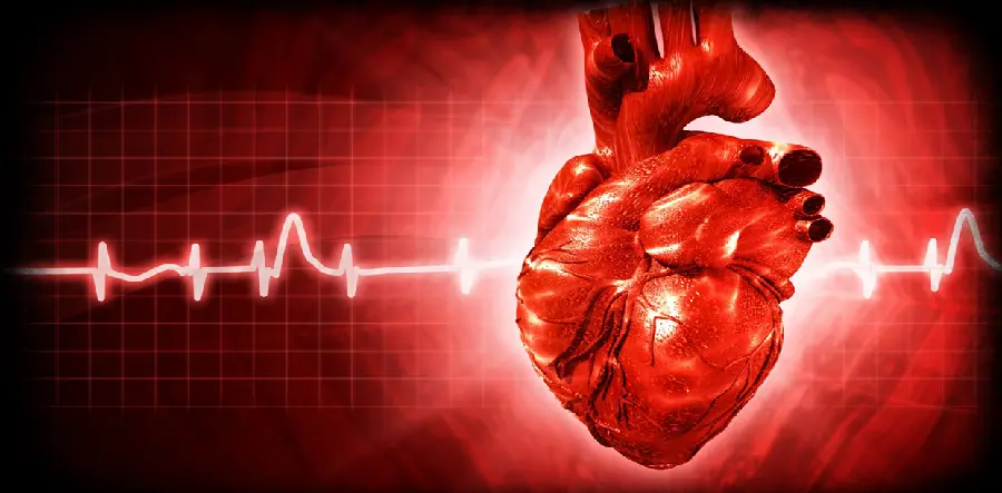 Real heart with beating animation for biology research in 4K