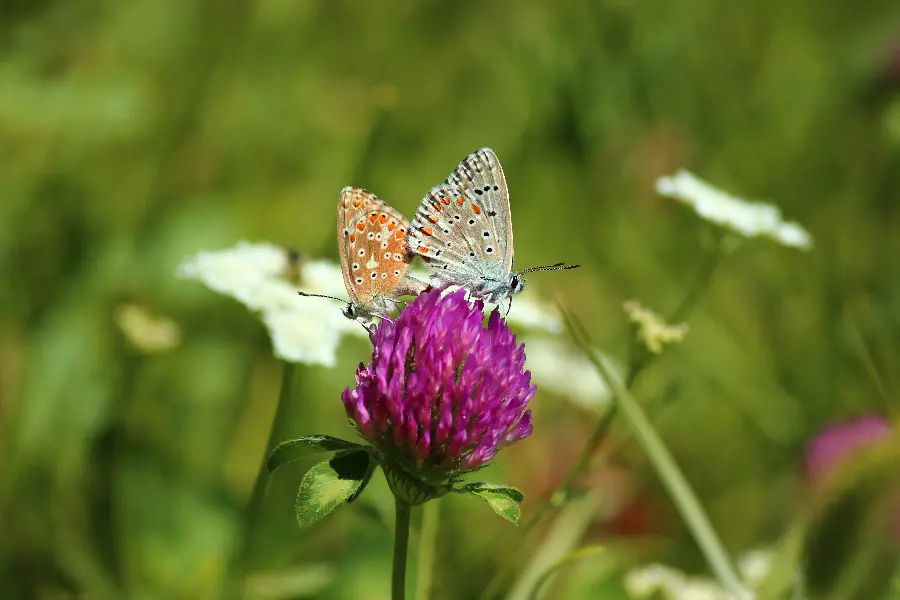 Beautiful WhatsApp Butterfly Profile Picture HD Quality
