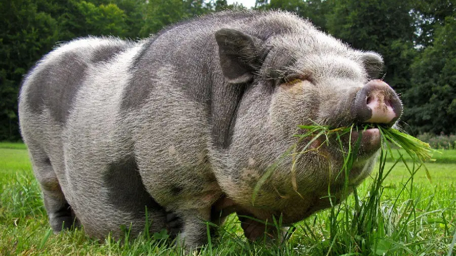 Large Pig Close-Up Photo Download