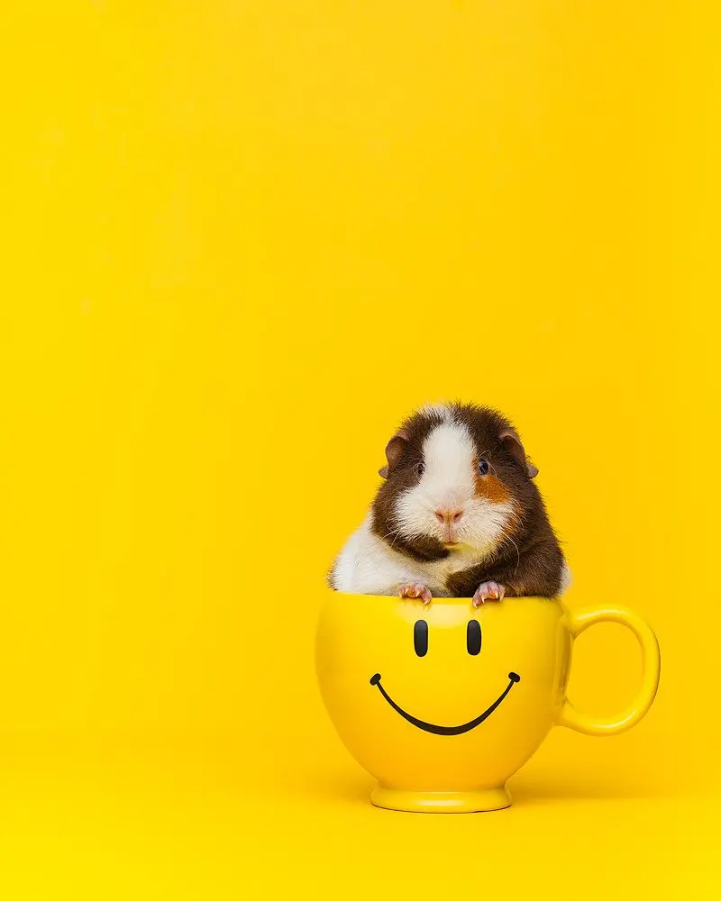 Cute yellow guinea pig wallpaper