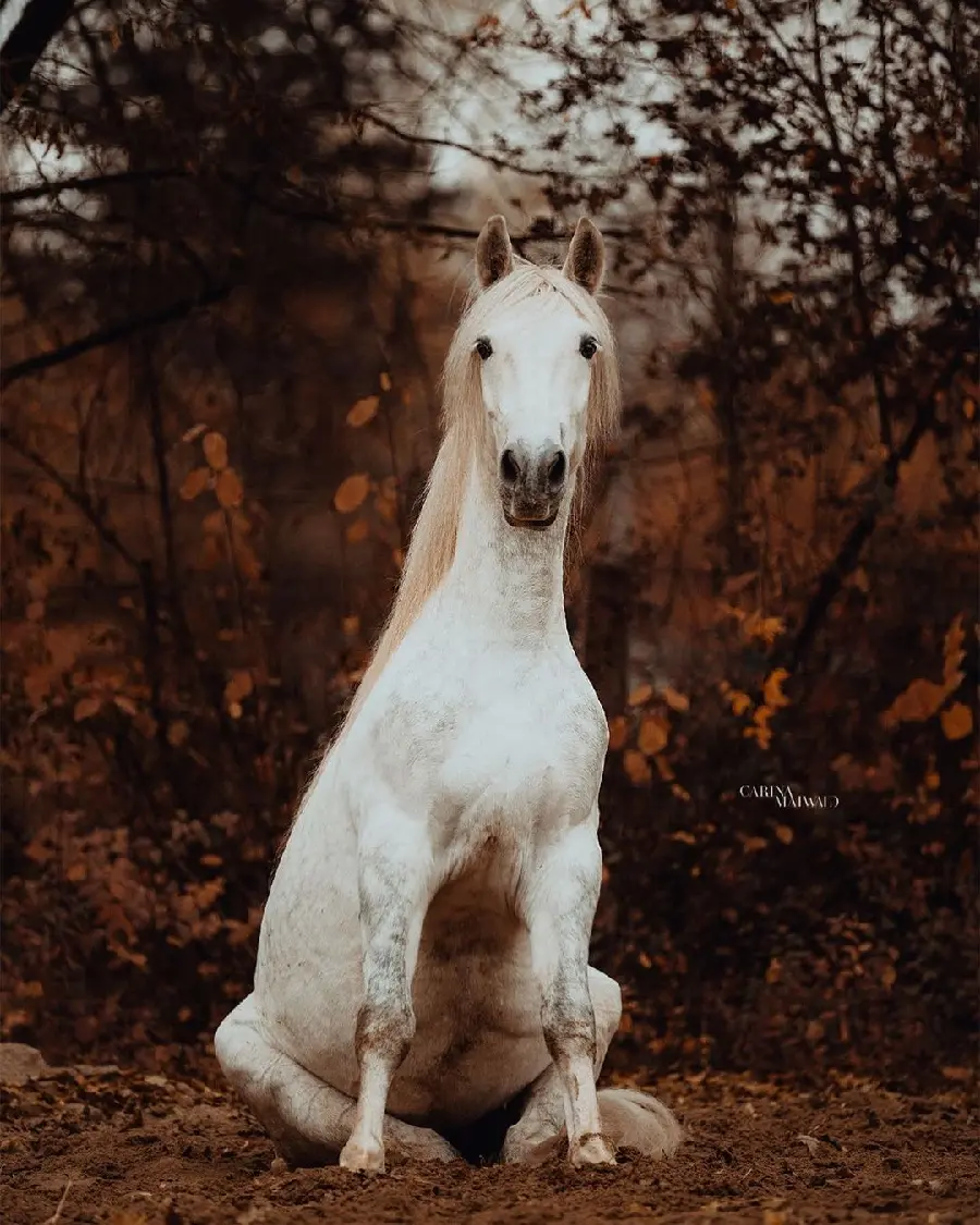 Stunning and Scenic Image of a White Horse in an Autumn Forest