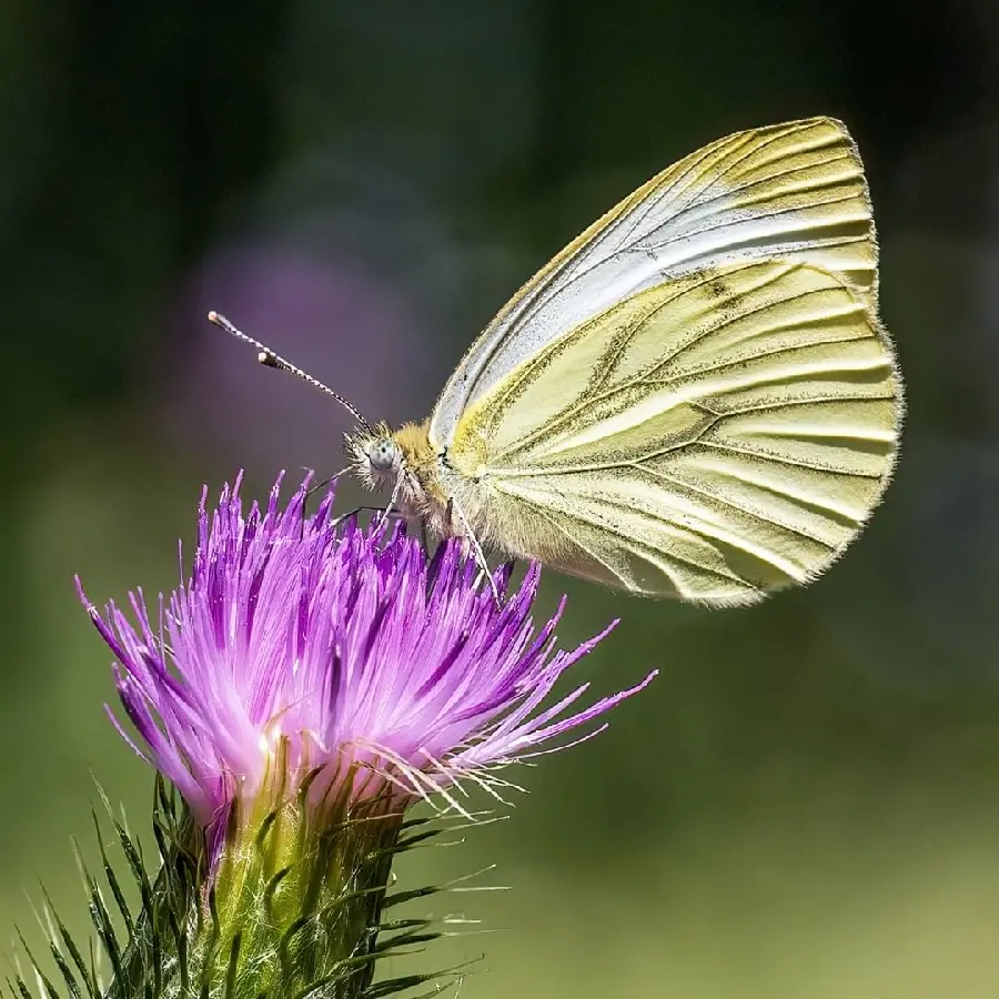 High Resolution Golden Butterfly Wallpaper