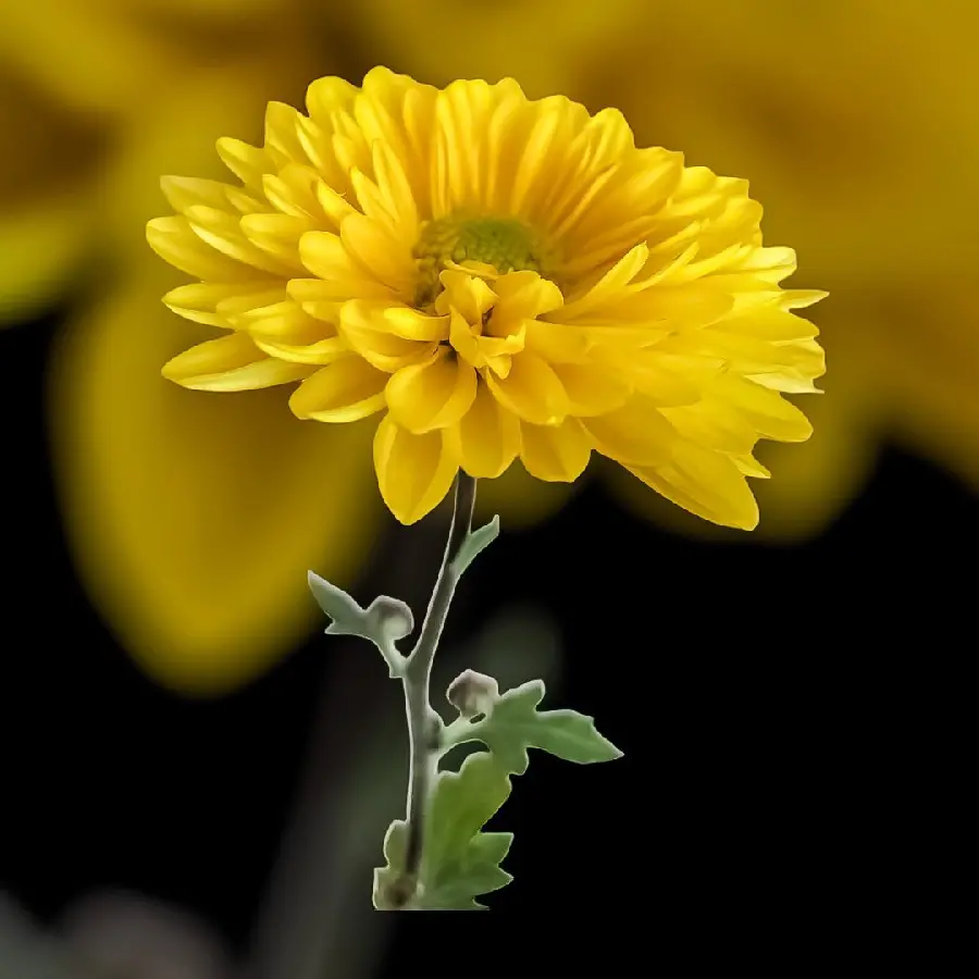 Wallpaper of Beautiful Yellow Flower for Young Women's Phones
