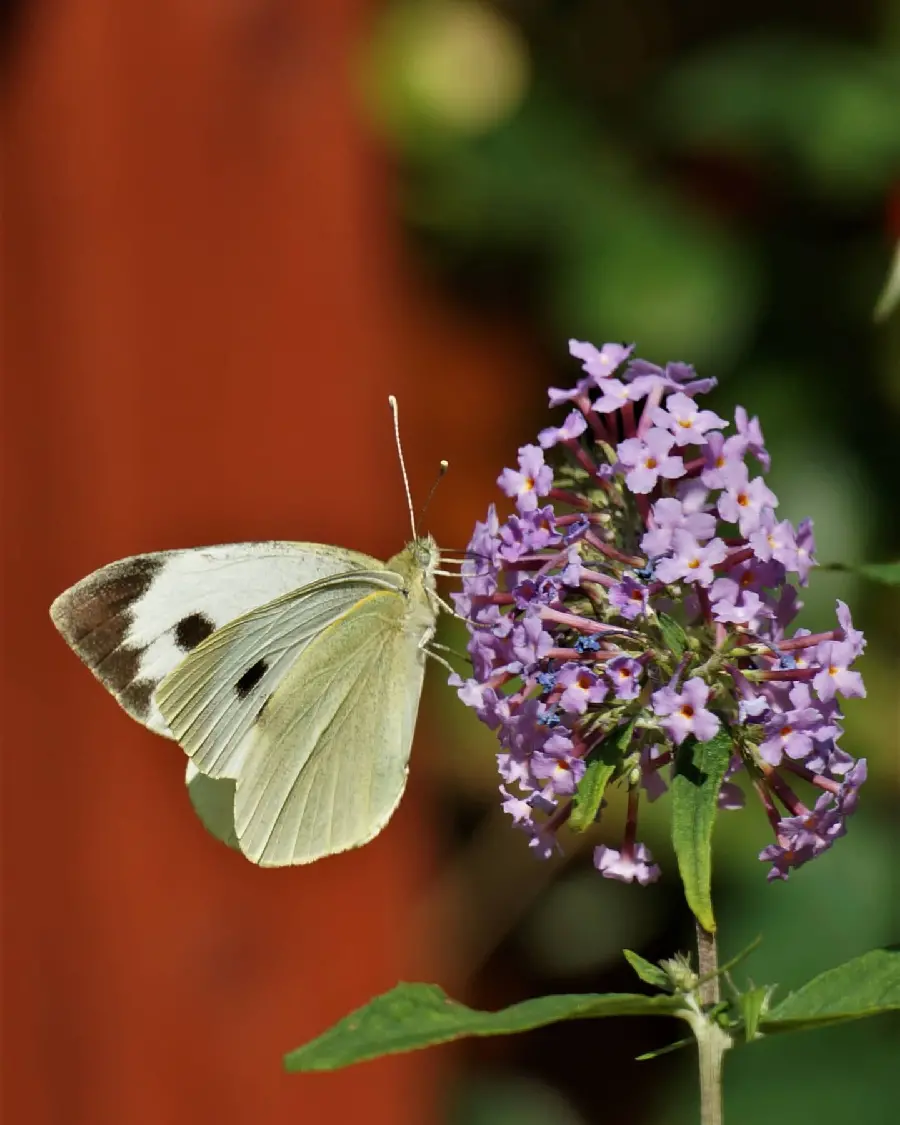 Girly Butterfly Profile Picture Cute And Stylish