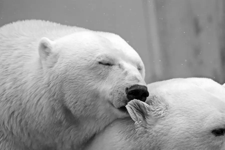 Real Polar Bear HD Photo Premium Size Record
