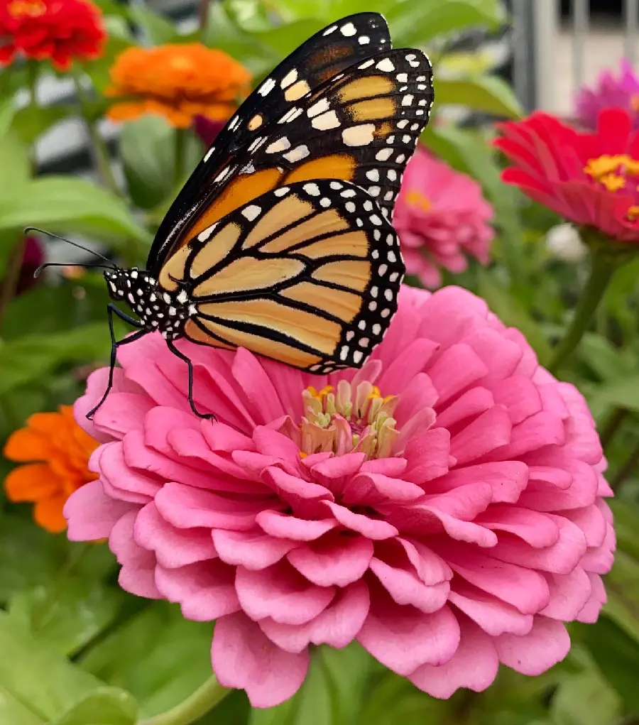 Butterfly On Flower Perfect Profile Picture HD