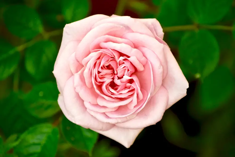 High Quality Pink and White Rose Photo
