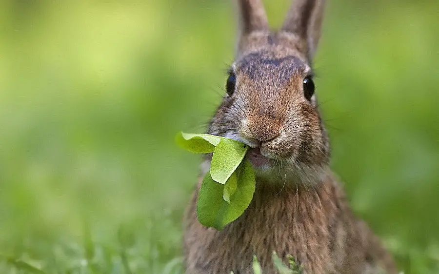 Cute Rabbit HQ Snapshot 2025