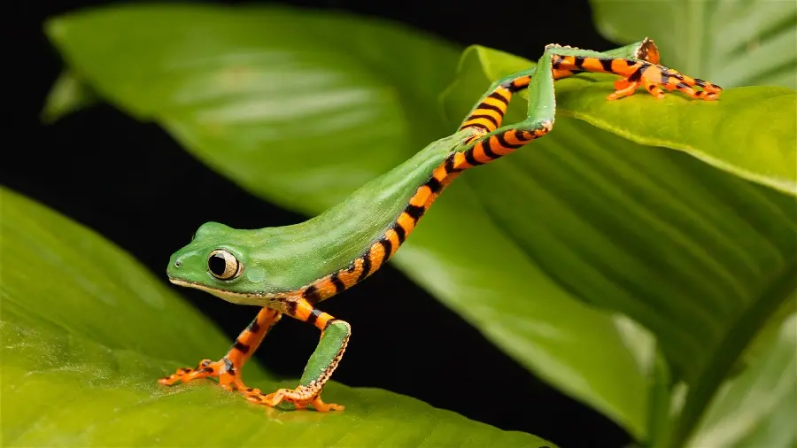 Tree Frog Feeding Mechanism And Eye Movement