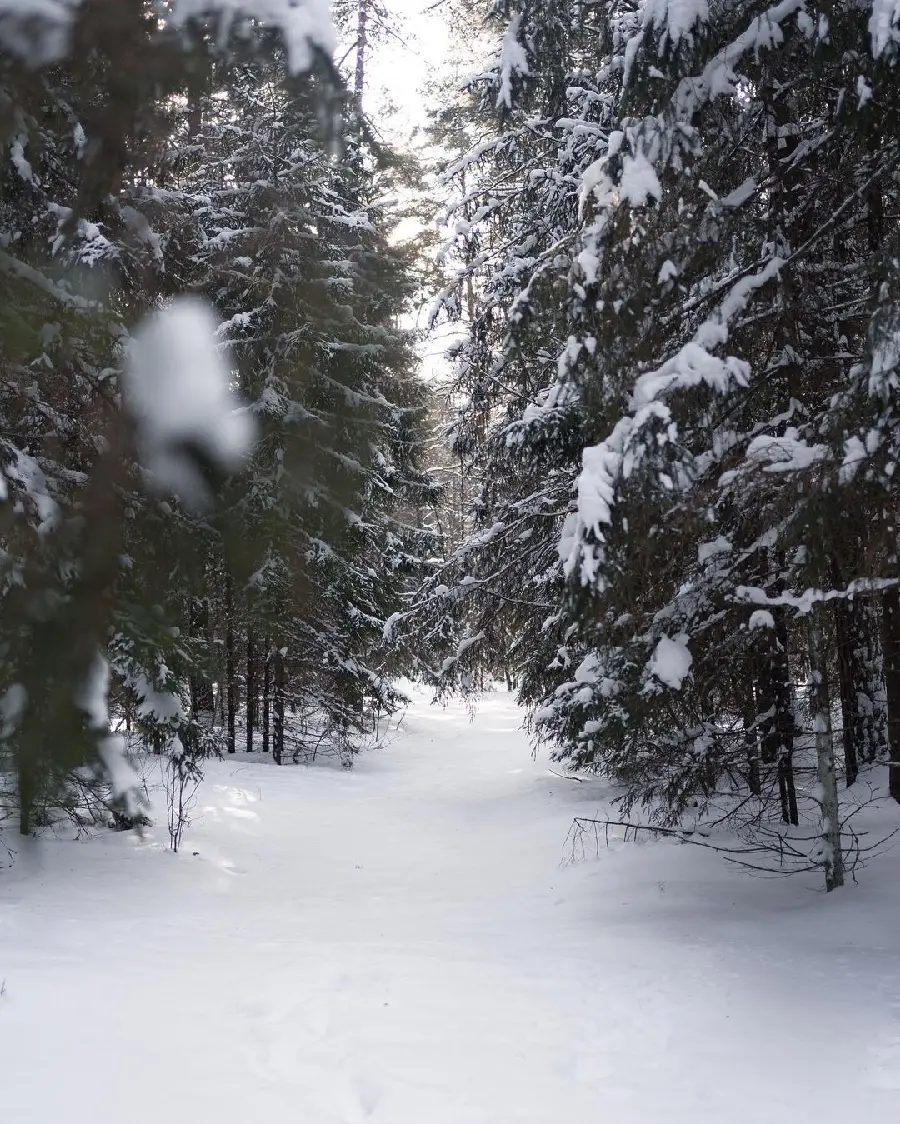 High Quality Snowy Forest Winter Wallpaper