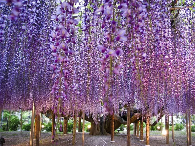 Ashikaga Flower Park in Japan