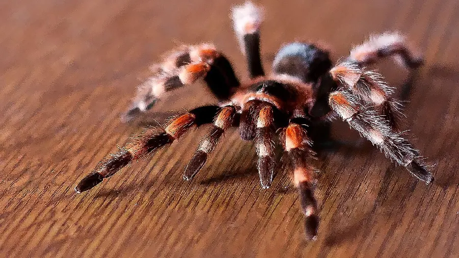 Highly Toxic Spider Photo for Research and Educational Purposes