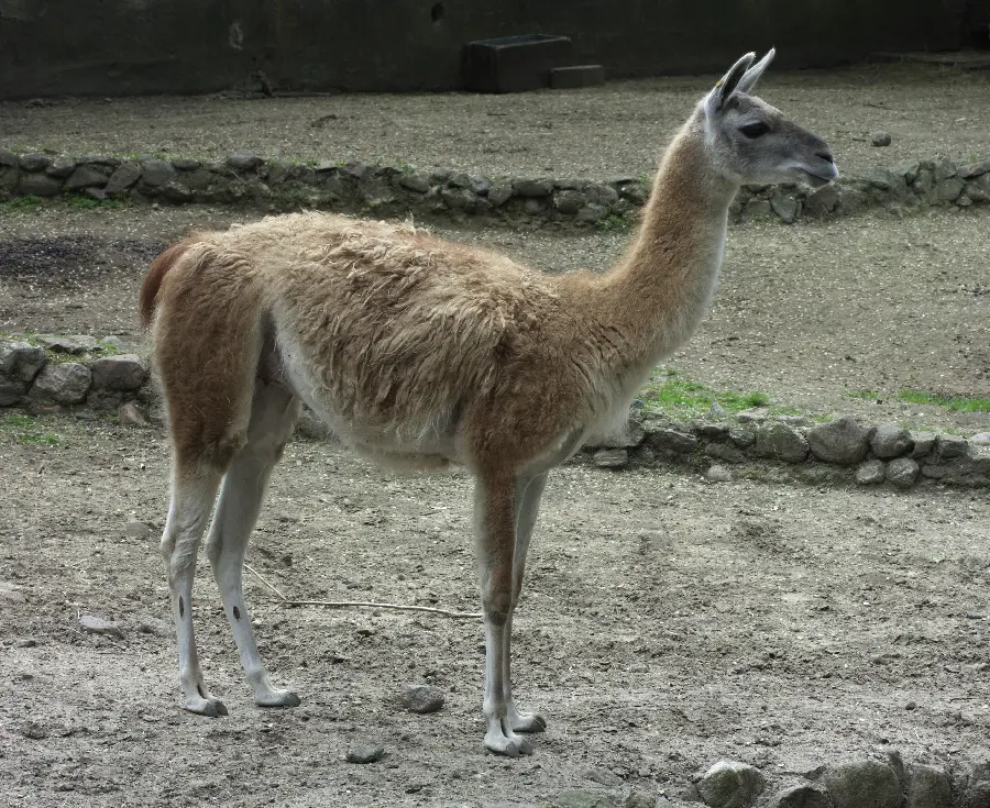 Funny Guanaco Llama Comical Photo