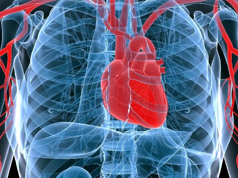 Real heart photo in human skeletal system with superb quality