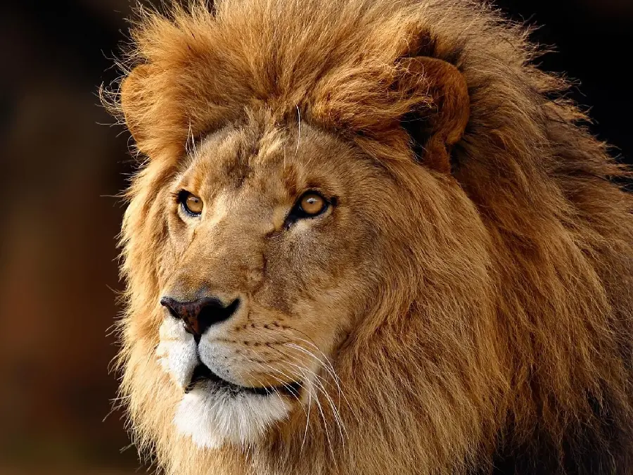 Lion Wallpaper for Desktop - High Quality Image