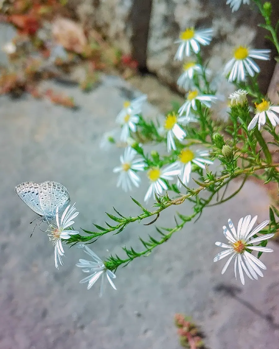 Download Stunning Beautiful Butterfly Photography