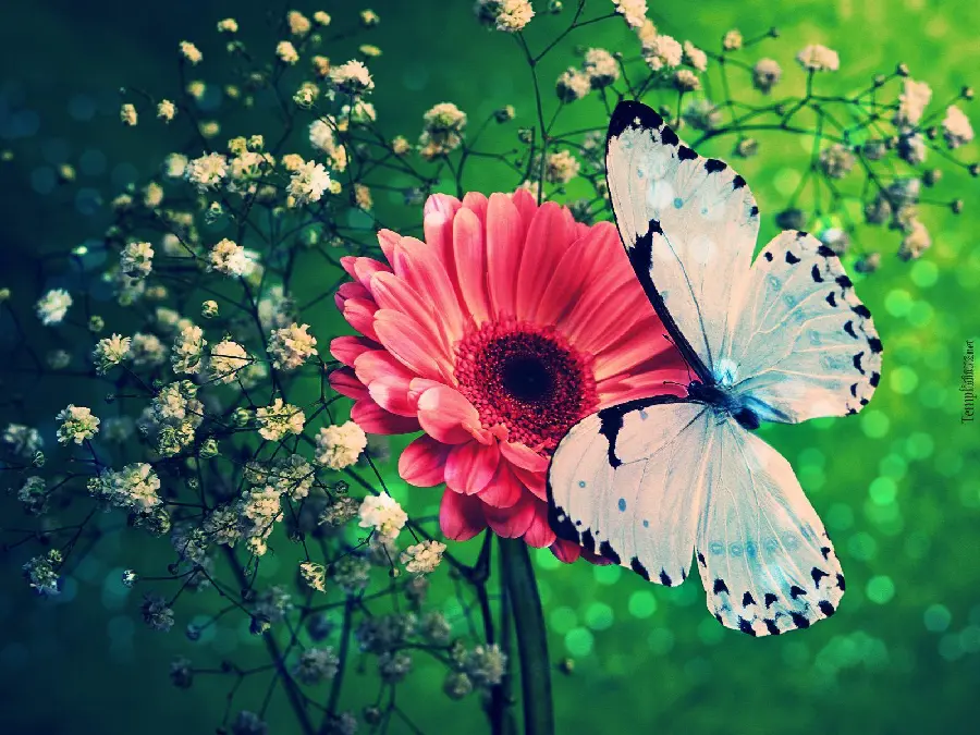 WhatsApp Profile Butterfly Photo with Vibrant Colors