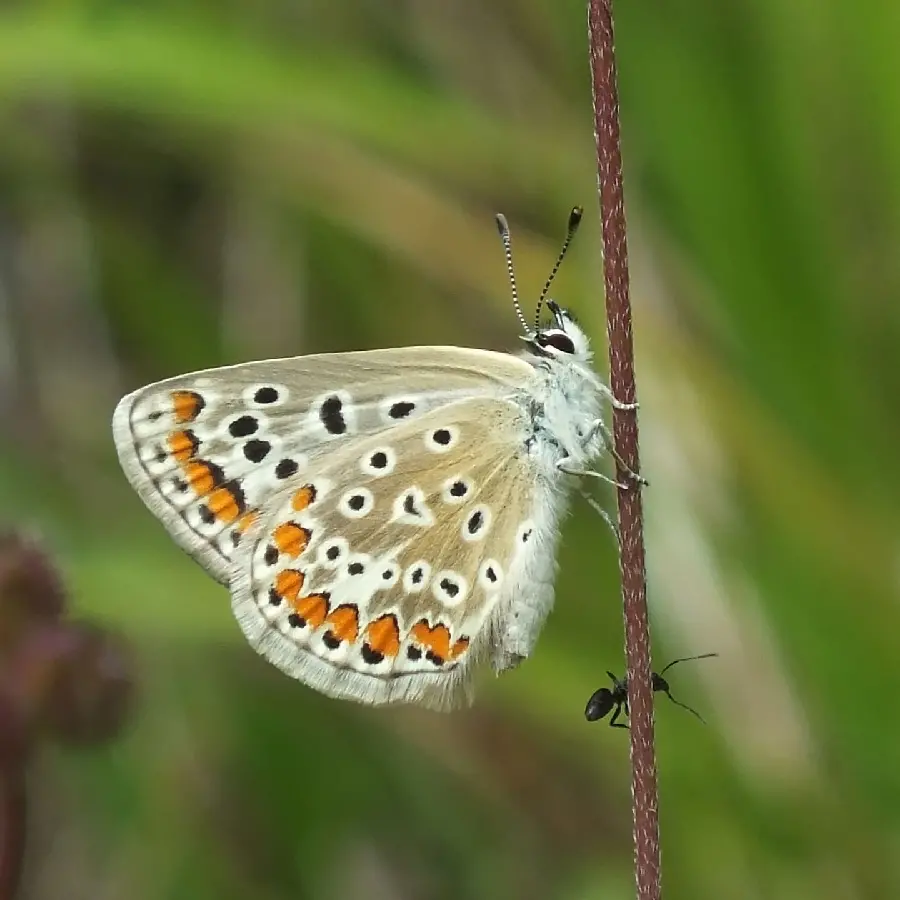 Download Stunning Butterfly Profile Picture HD Quality