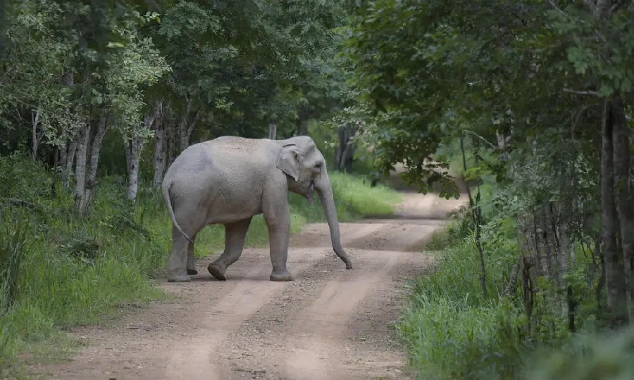 High-Quality Elephant Image