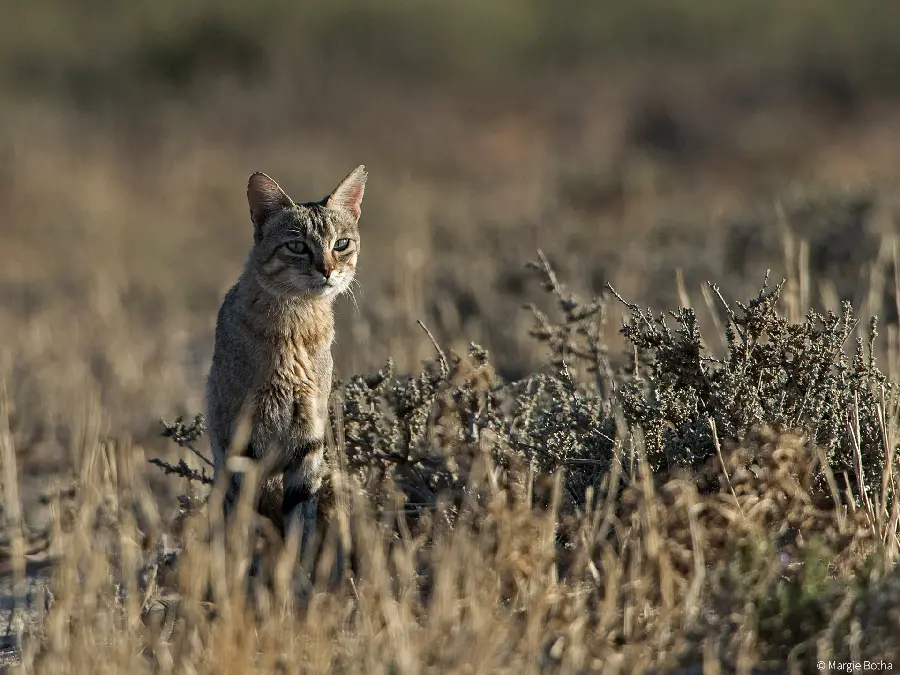 Download Wildcat High-Quality Photo