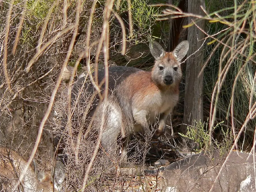 Kangaroo Wallpaper HD Background Perfect For Screens